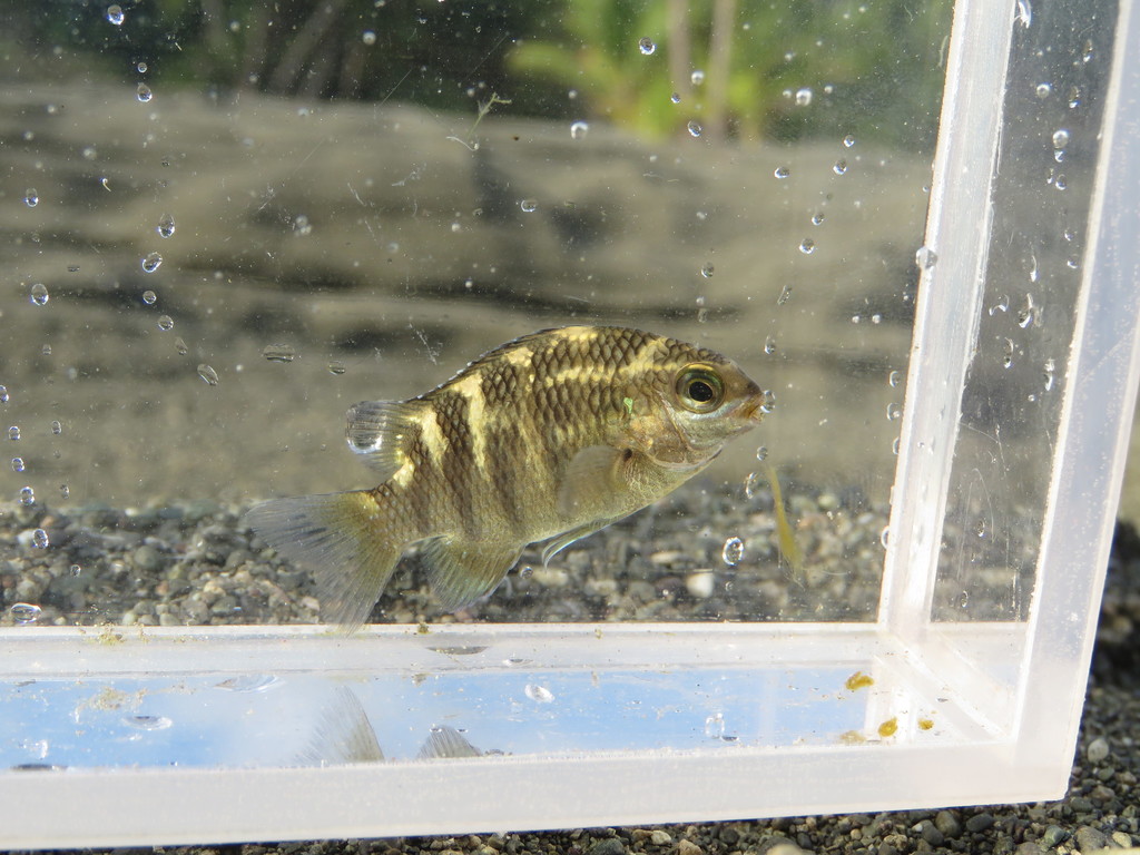 Photo of Unicolored Sergeant Major (Abudefduf concolor)