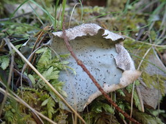 Peltigera britannica