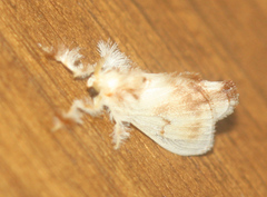 Dalceridae