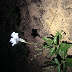Ruellia macrosolen
