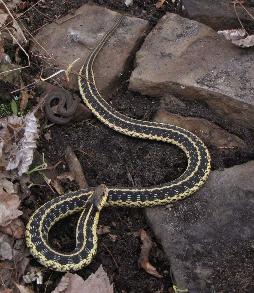 Northern Redbelly Snake