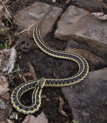 Northern Redbelly Snake