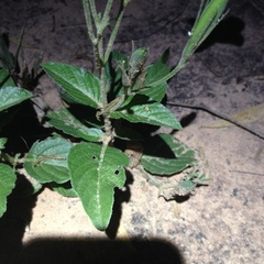 Ruellia macrosolen
