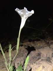 Ruellia macrosolen