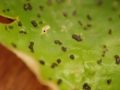 Peltigera britannica
