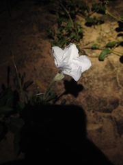 Ruellia macrosolen