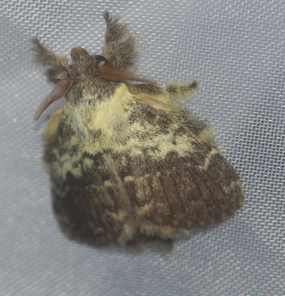 Euglyphis primola