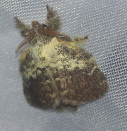 Euglyphis primola