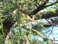 Schoeniophylax phryganophilus
