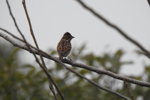 Little Bunting