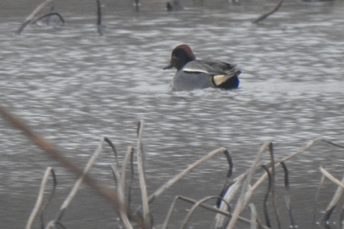 Green-winged Teal