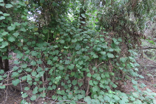 iNaturalist observation photo of grapevines