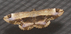 Ronania marmorides