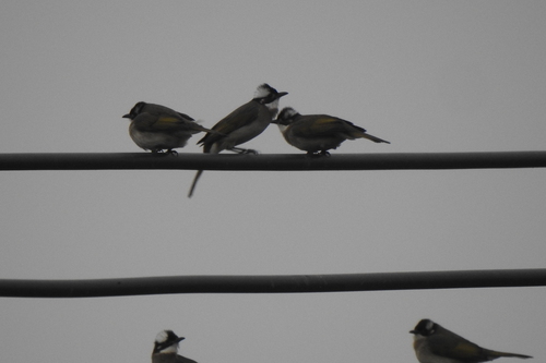 Light-vented Bulbul
