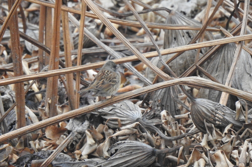 Black-faced Bunting