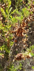 Erica lusitanica