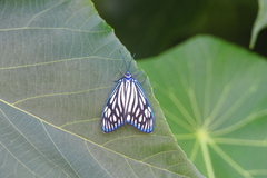 Cyclosia papilionaris