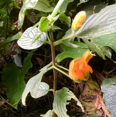 Columnea strigosa