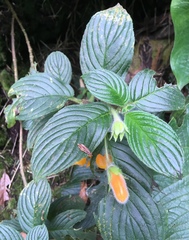 Columnea strigosa