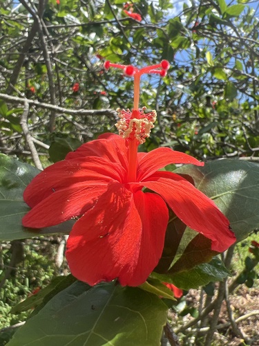Hibiscus kokio
