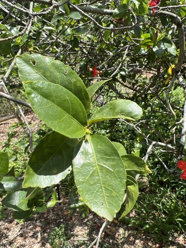 Hibiscus kokio