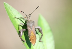 Anoplocnemis phasianus