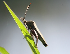 Anoplocnemis phasianus