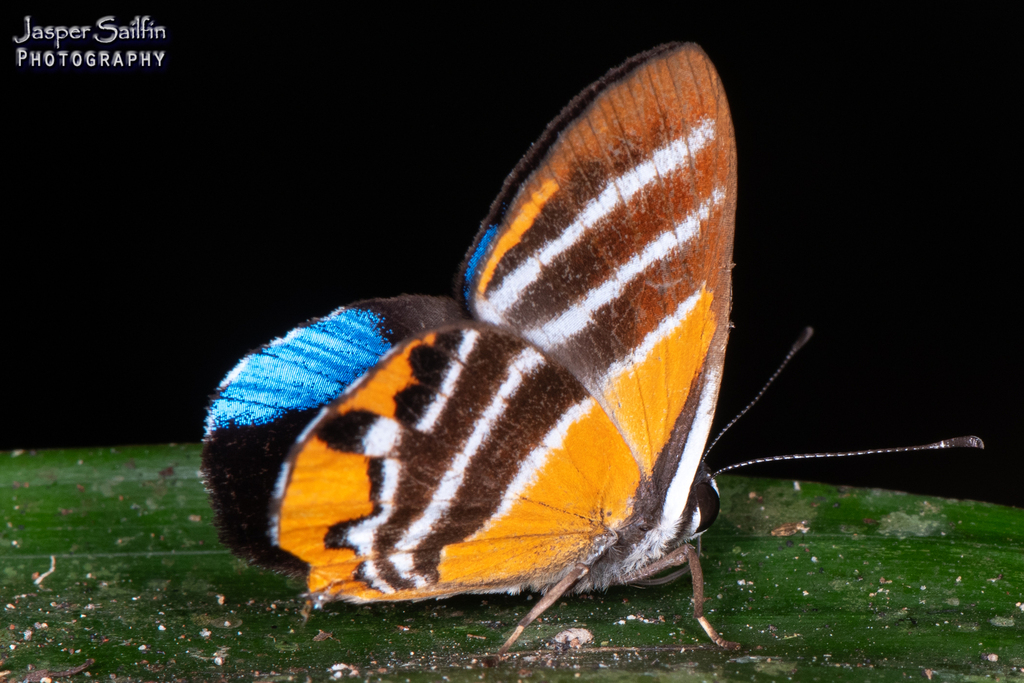 Euselasia euriteus