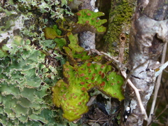 Sticta cinereoglauca