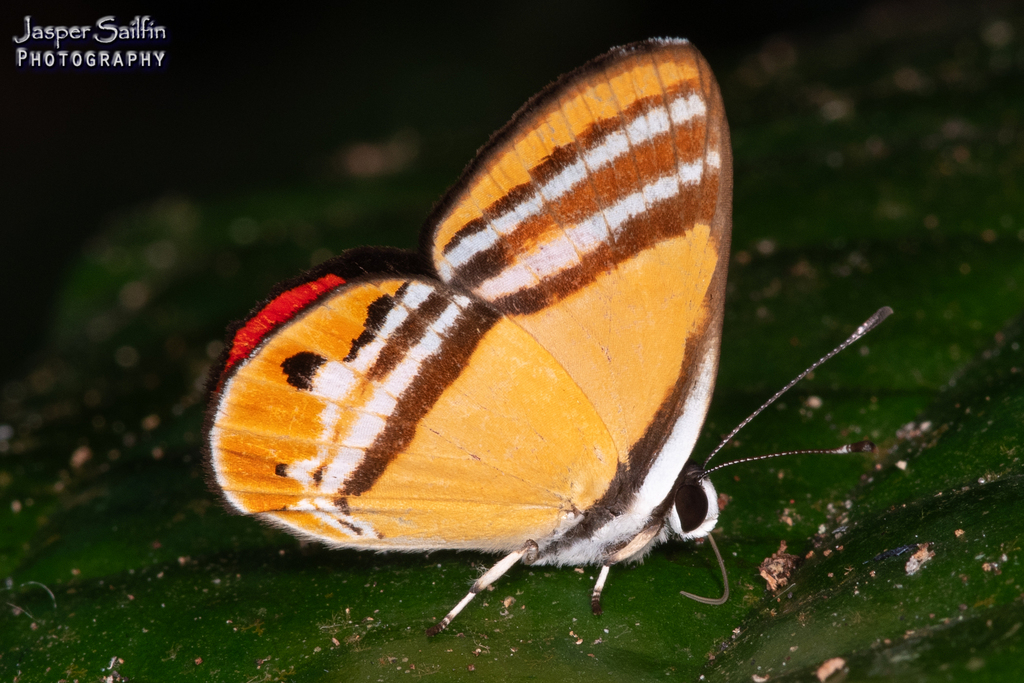 Euselasia eutaea