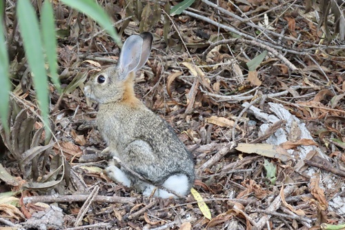 iNaturalist observation photo of Desert Cottontail