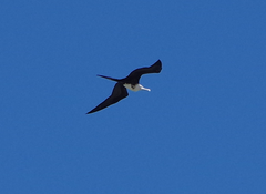 Fregata magnificens