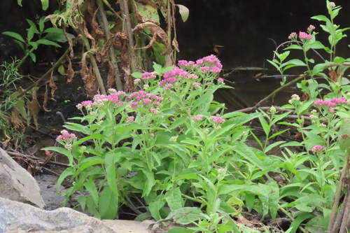 iNaturalist observation photo of marsh fleabane