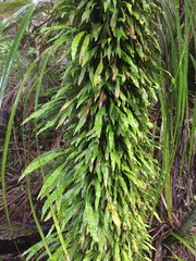 Loxogramme dictyopteris