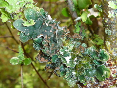 Leioderma pycnophorum
