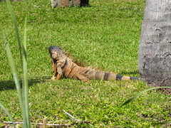 Iguana iguana