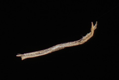 Miagrammopes mexicanus