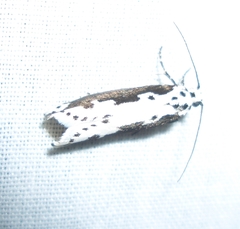 Ethmia semilugens