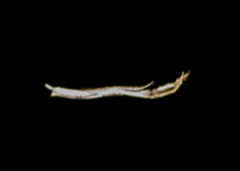 Miagrammopes mexicanus