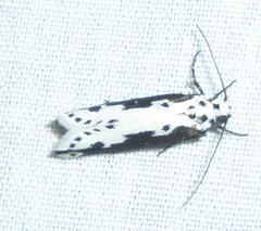 Ethmia semilugens