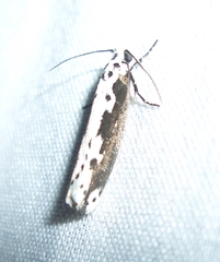 Ethmia semilugens