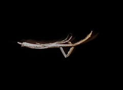 Miagrammopes mexicanus