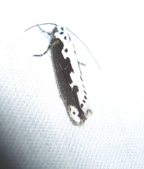 Ethmia semilugens
