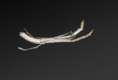 Miagrammopes mexicanus