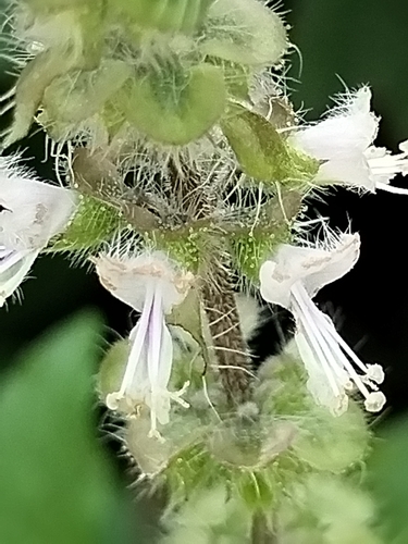 Image of Ocimum basilicum by no rights reserved