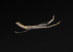 Miagrammopes mexicanus