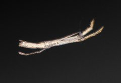 Miagrammopes mexicanus