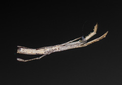 Miagrammopes mexicanus