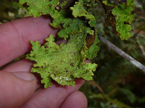Pseudocyphellaria degelii image