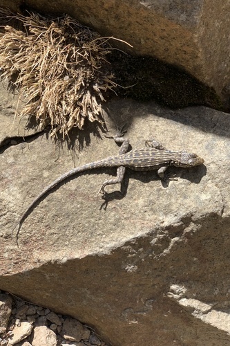 Lang’s Crag Lizard, Pseudocordylus langi